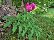 53 Paeonia officinalis (Peonia selvatica dello Zucco)